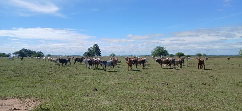 Buen precio del ganado da respiro a los productores.