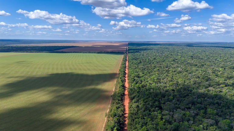 Enorme cultivo de soja en una zona deforestada de la selva amazónica en Mato Grosso, Brasil.