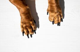 Patas de perro con espolones.
