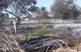 Controlan incendio que se originó en un pastizal del predio de la Facultad de Ciencias Veterinarias.
