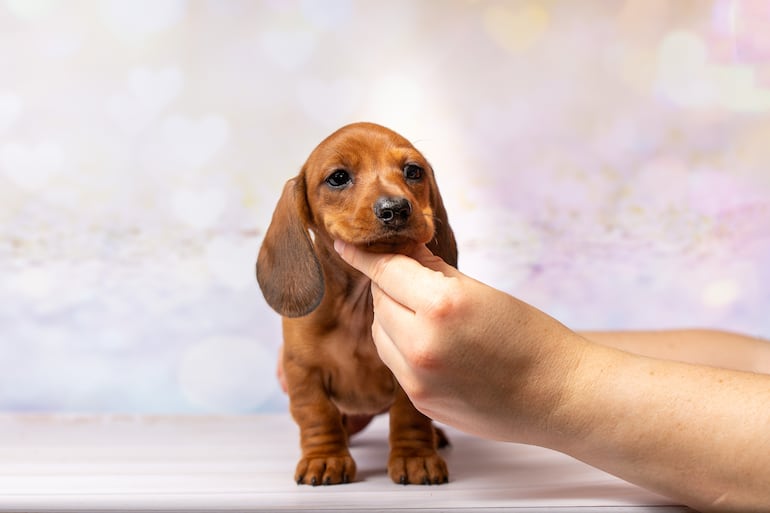Perro salchicha o dachshund.