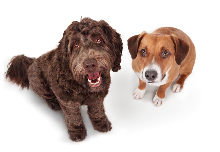 Perros observan a su dueño.