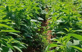 La cosecha de sésamo fue "tempranera" en Paraguay.