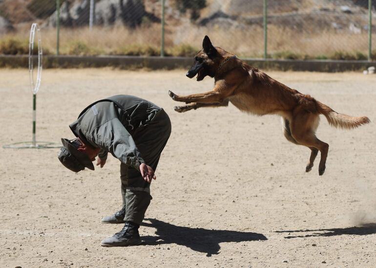 Un instructor entrena con un perro durante una jornada de instrucción en el Centro de Adiestramiento Canes de la Policía Boliviana Chocolate, en La Paz (Bolivia).