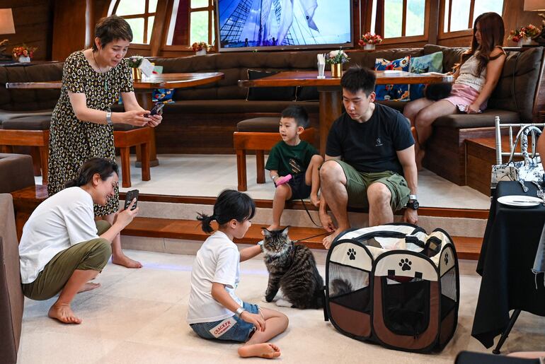 Viajeros del Royal Albatross disfrutan con sus gatos.