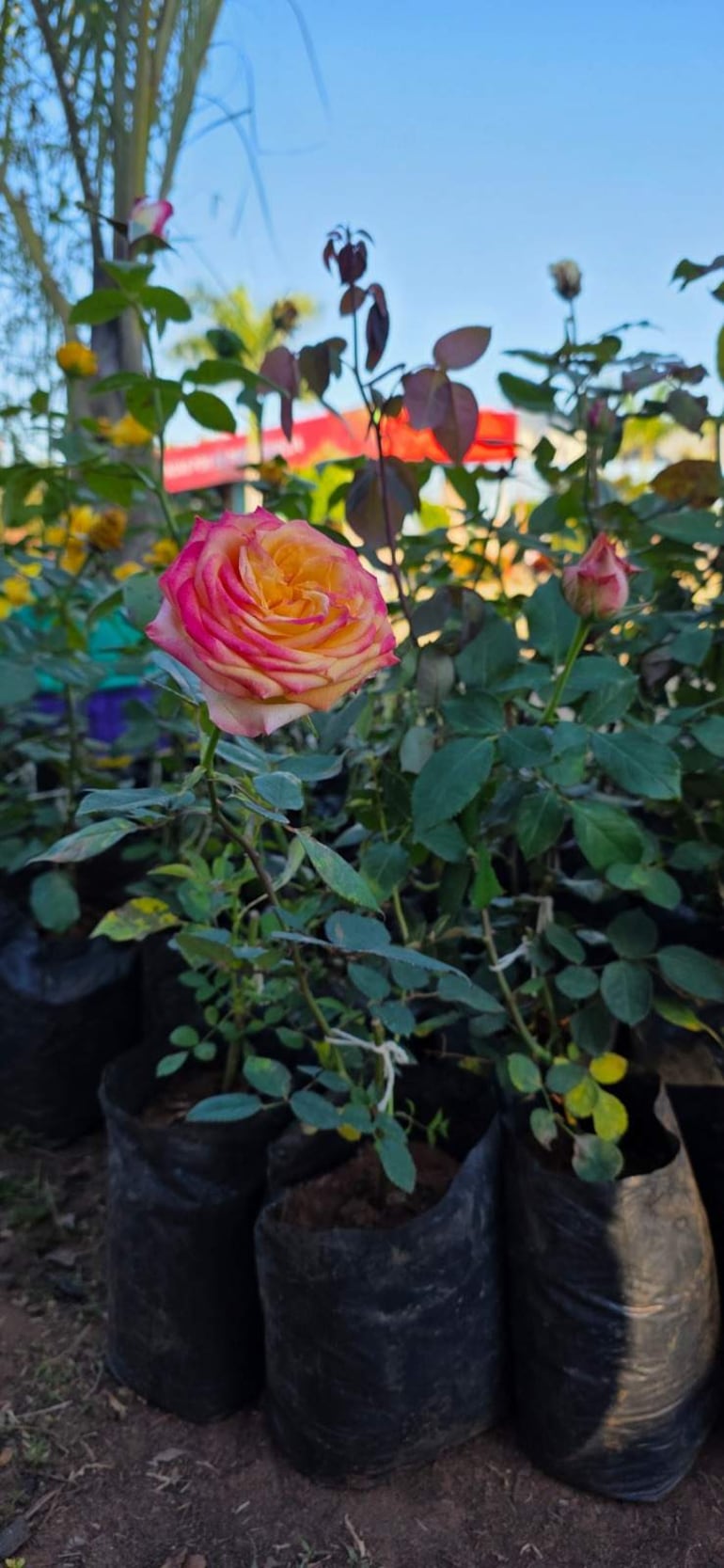 Rosas de color rosa y amarillo en macetas negras, con cielo despejado y sombras de plantas en el fondo.