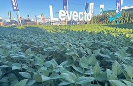 Levecto actúa no solo en la soja, sino también en maíz y trigo, ampliando su impacto dentro del sistema productivo.