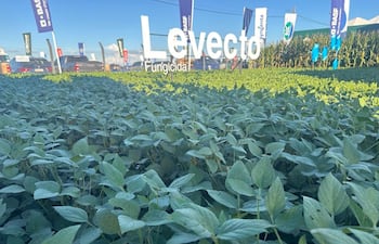 Levecto actúa no solo en la soja, sino también en maíz y trigo, ampliando su impacto dentro del sistema productivo.