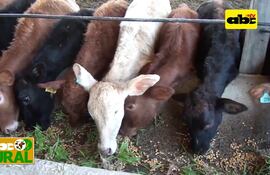 Forraje hidropónico para ganado en confinamiento