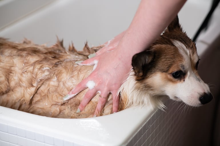 Concepto de masaje canino.