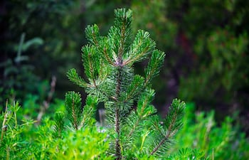 Pinus contorta.