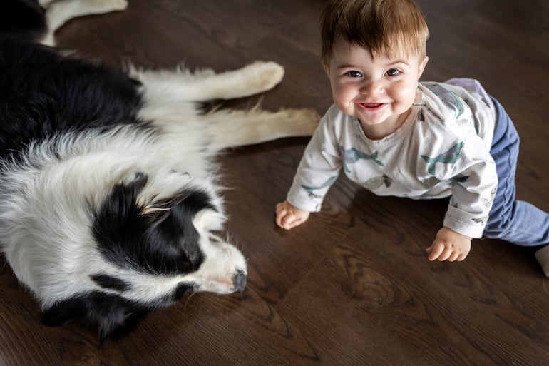 Perro de la raza border collie juega con un niño.