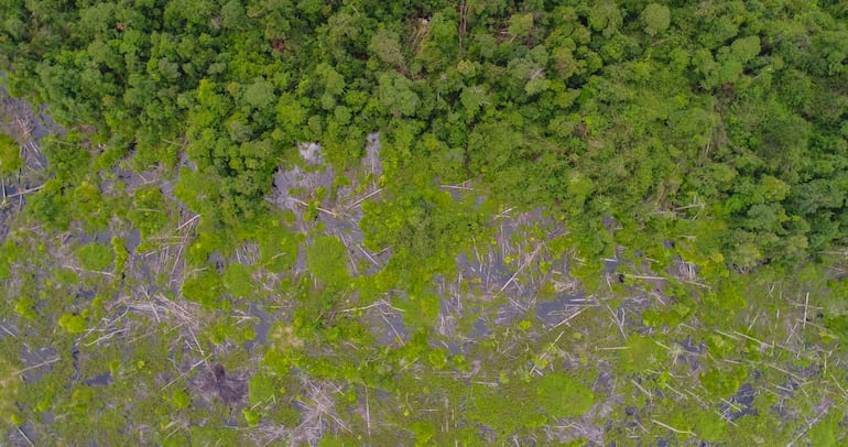 Concepto de pérdida de biodiversidad.