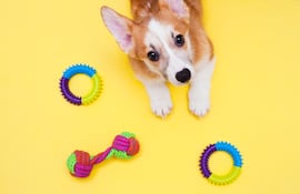 Perro corgi con juguetes.