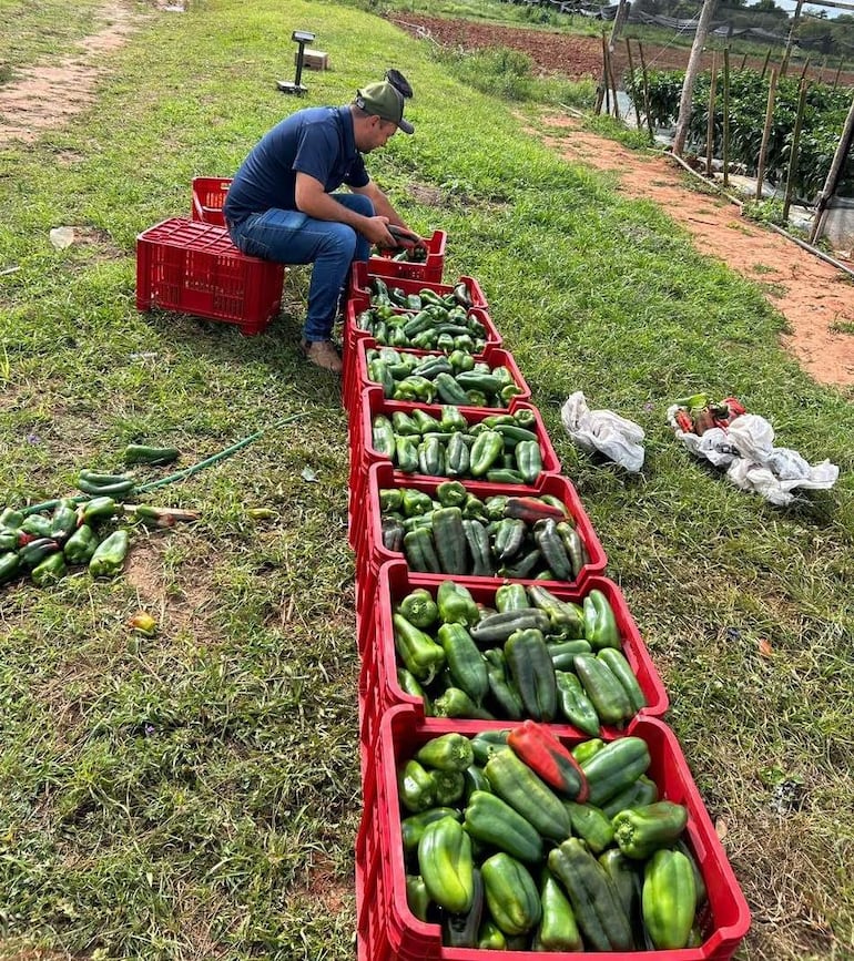 La producción de locote es rentable y da fuente de trabajo en San Roque González.