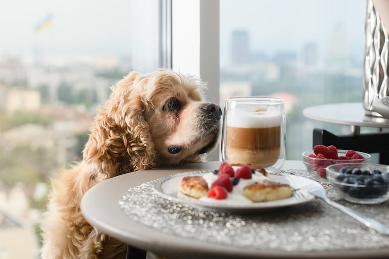 Perro con ganas de consumir azúcar, imagen ilustrativa.