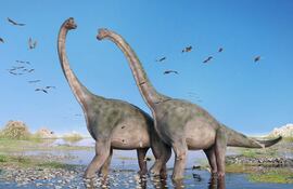 Saurópodos, imagen ilustrativa.