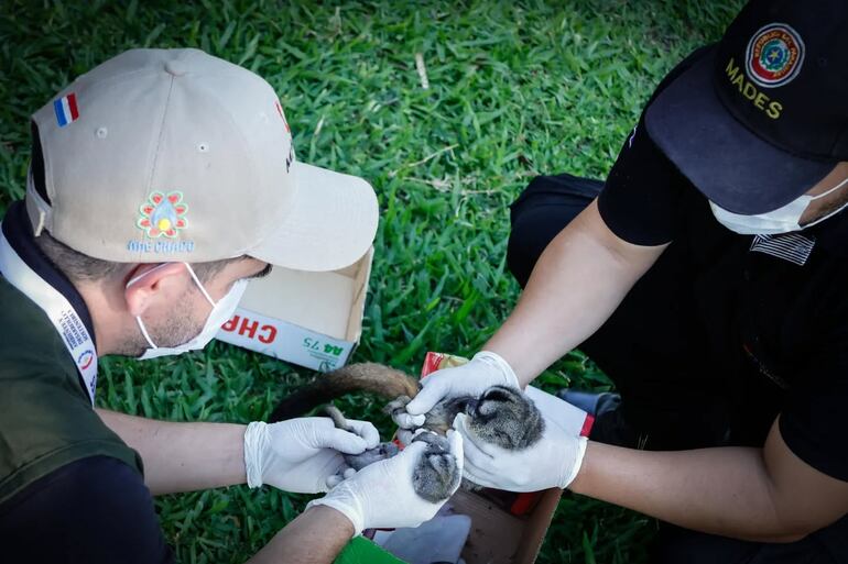 Rescatan monos nocturnos en Luque