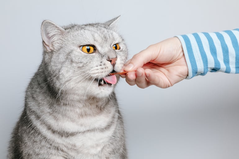 Gato comiendo.