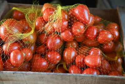 Se prevé la exportación de 600 toneladas de tomate, esta semana.