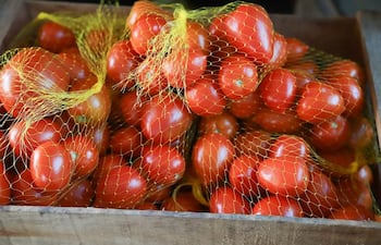 Se prevé la exportación de 600 toneladas de tomate, esta semana.