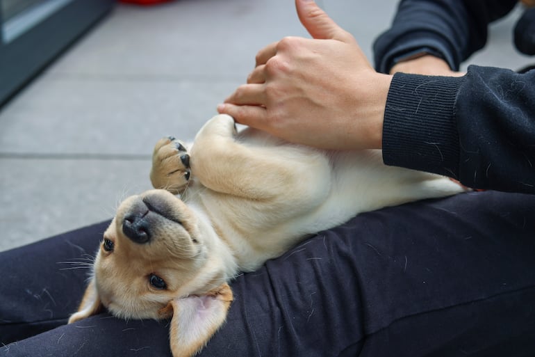 Un masaje puede relajar a tu perro o disparar dolor y estrés si se hace mal.