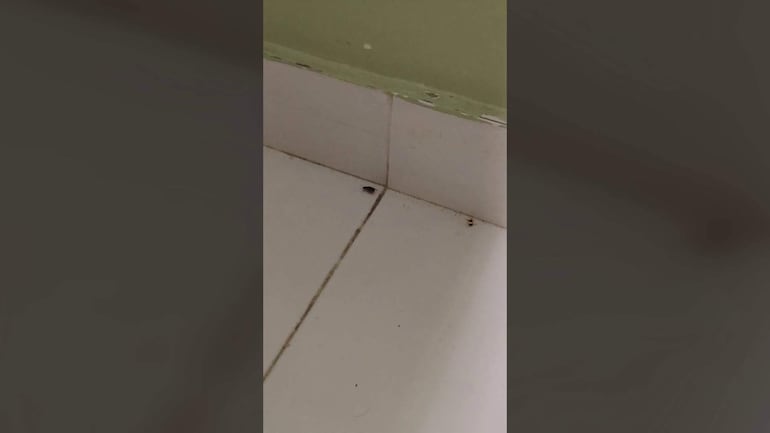 Esquina de área interior con baldosas sucias y pared verde claro descascarada, sin personas visibles.