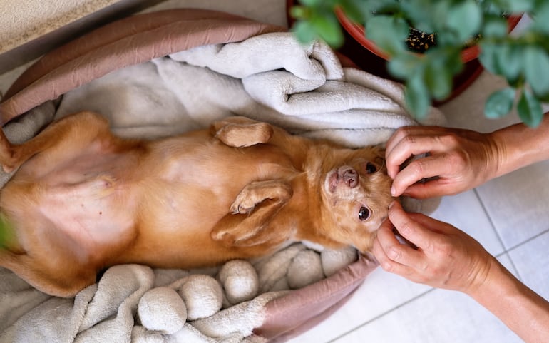 Perro recibe masaje.