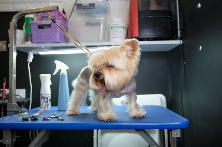 Perro en la peluquería.