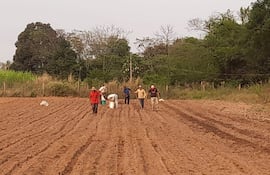 Inician cultivo de papa en diferentes distritos del noveno departamento de Paraguarí.