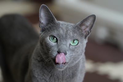 Gato azul ruso.