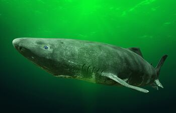 Tiburón de Groenlandia.