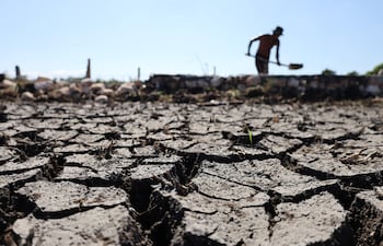 Campos de arroz agrietados por la prolongada sequía han provocado pérdidas a los agricultores a causa del fenómeno de El Niño. EFE