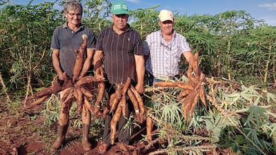 Tres hombres en campo de yuca sosteniendo grandes raíces, uno lleva gorra verde y todos lucen felices.