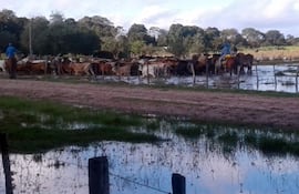 La faena de ganado vacuno en este mes sería de unas 150.000 unidades