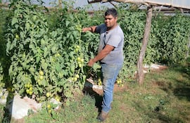 VDB El productor Carlos Escobar, mostrando los tomates que está produciendo en su finca.
