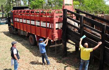 El buen manejo de los animales en el momento de su embarque, traslado y llegada al frigorífico son importantes para que el animal no sufra golpes que luego demeritarán la calidad de la carne.
