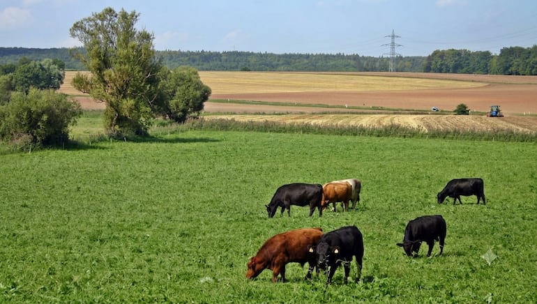 Pastoreo Voisin: la técnica que cuadruplica la producción de carne