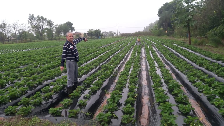 Día del Padre: cultivó frutillas, formó una familia y se convirtió en referente de Estanzuela Día del Padre: cultivó frutillas, formó una familia y se convirtió en referente de Estanzuela