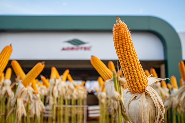 Con productos de Agrotec se pueden lograr rendimientos de entre 8.500 kg/ha y 12.000 kg/ha. de maíz.