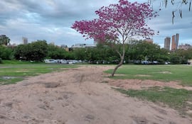 Parque con césped y un árbol de flores rosas, donde quedaron huellas en el suelo de vehículos estacionados.