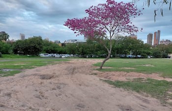 Parque con césped y un árbol de flores rosas, donde quedaron huellas en el suelo de vehículos estacionados.