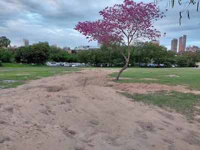Parque con césped y un árbol de flores rosas, donde quedaron huellas en el suelo de vehículos estacionados.