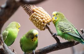 Los periquitos que tienen que trabajar para conseguir su comida se mantienen sanos durante más tiempo. Además, son muy sociables, por lo que nunca deben estar solos.