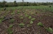Hombre agachado en campo cultivado, con plantas verdes alrededor y cielo nublado de fondo.