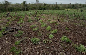 Hombre agachado en campo cultivado, con plantas verdes alrededor y cielo nublado de fondo.