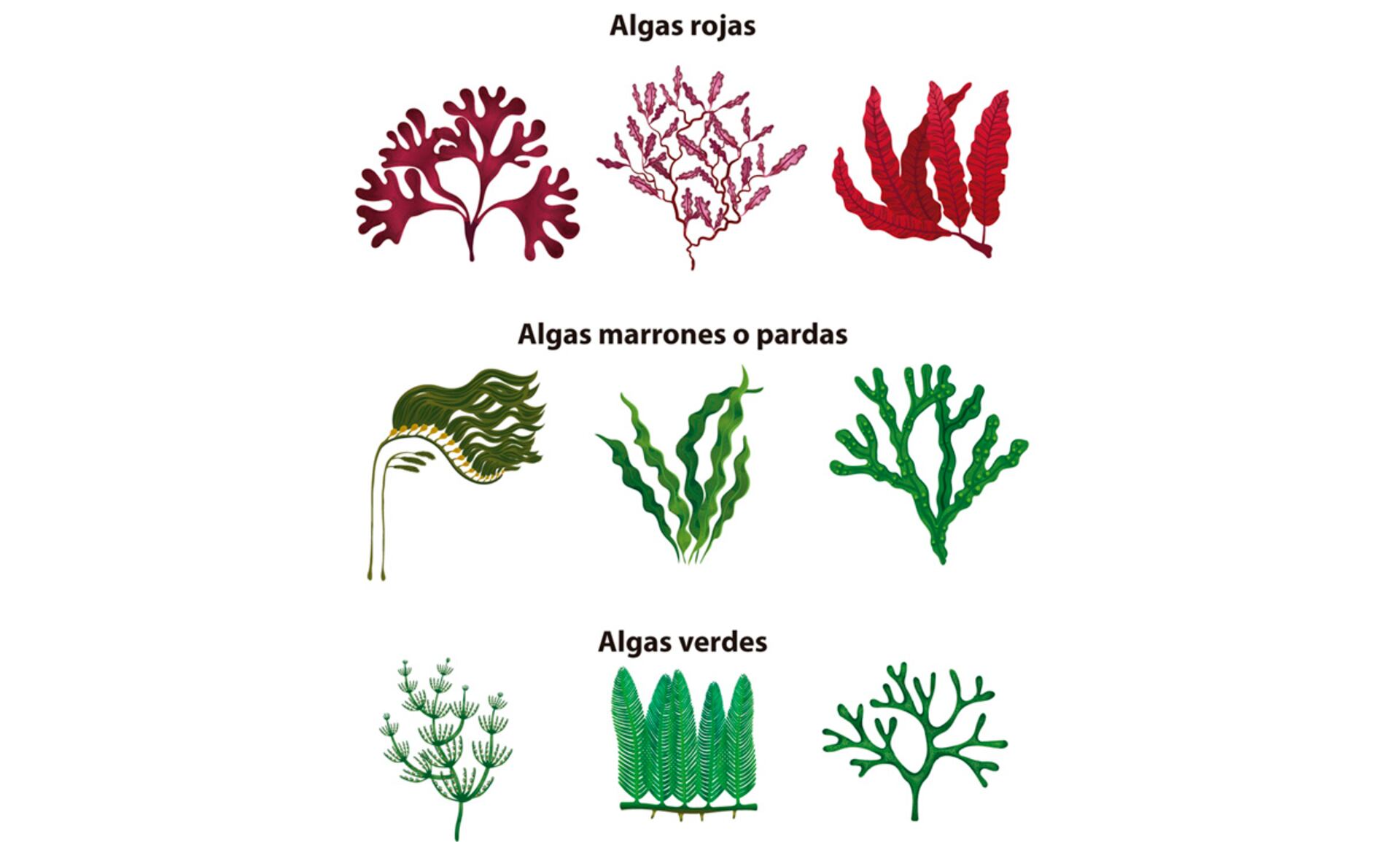 Reino protista - Escolar - ABC Color