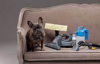 Cómo combatir el olor a perro en casa.