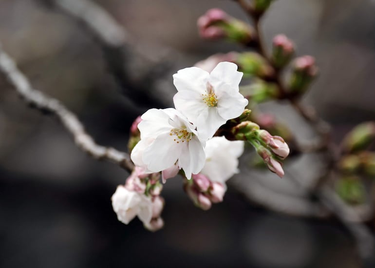 Explosión de las flores de cerezos en Japón. Marca el inicio de la primavera. 