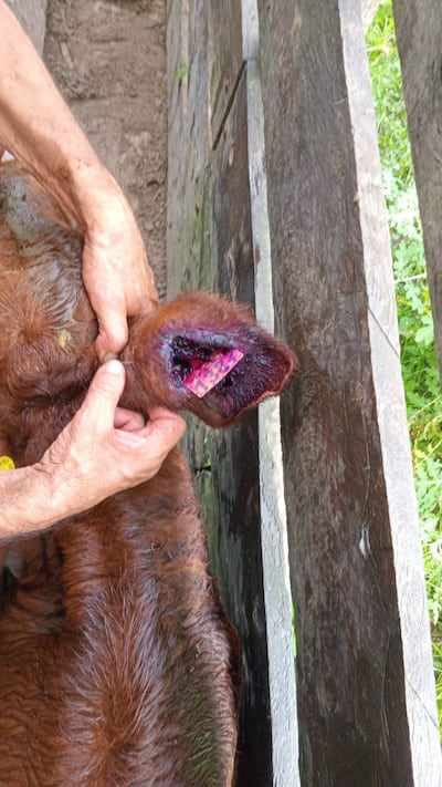 Luego de la aplicación de vacunas y la colocación de caravanas electrónicas, en el marco de la implementación del Sistema de Identificación Animal del Paraguay (SIAP), aparecen graves heridas en las orejas de los animales, según los denunciantes.